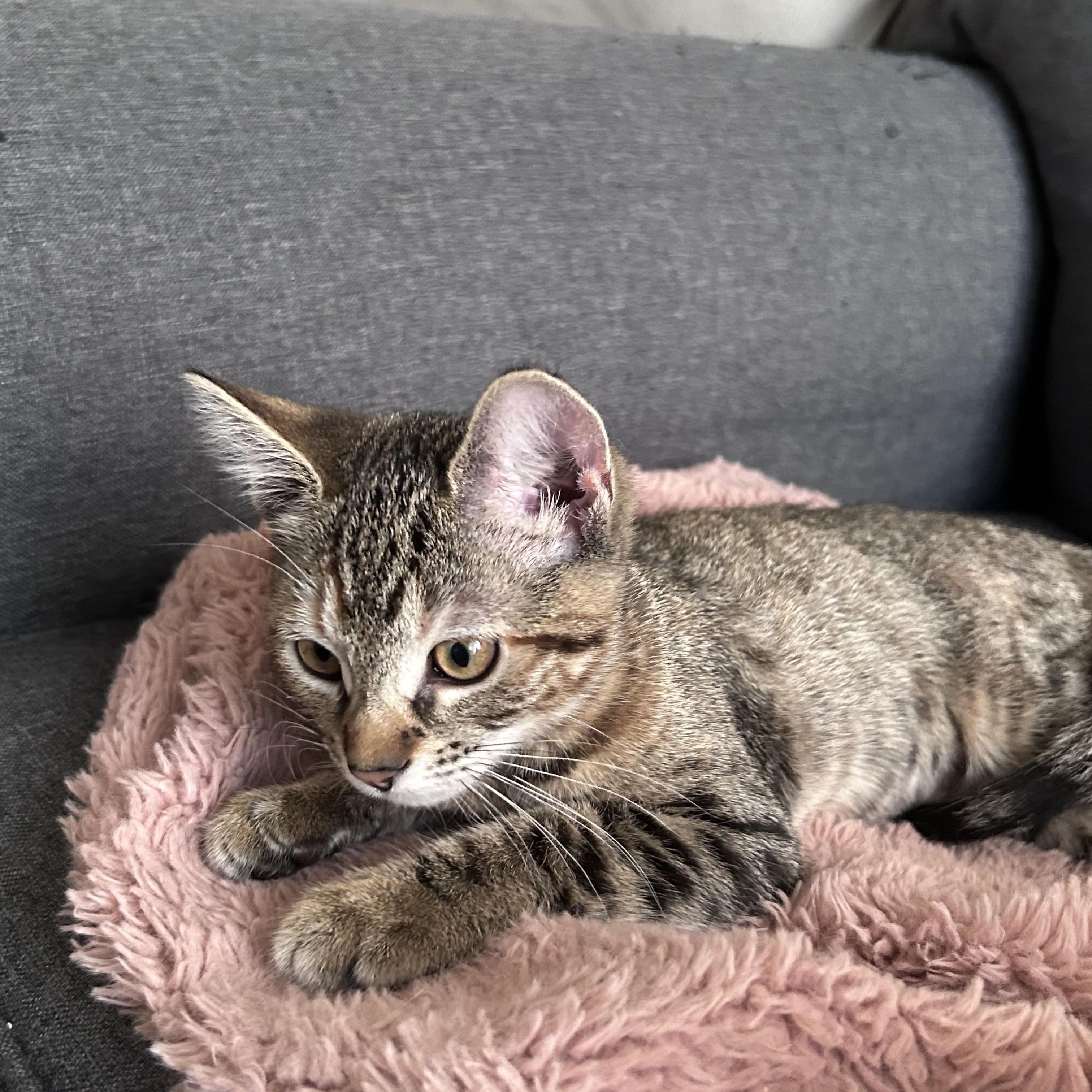 Enlarge Maple, a Adoptable Domestic Short Hair in Long Beach, CA image 4/6