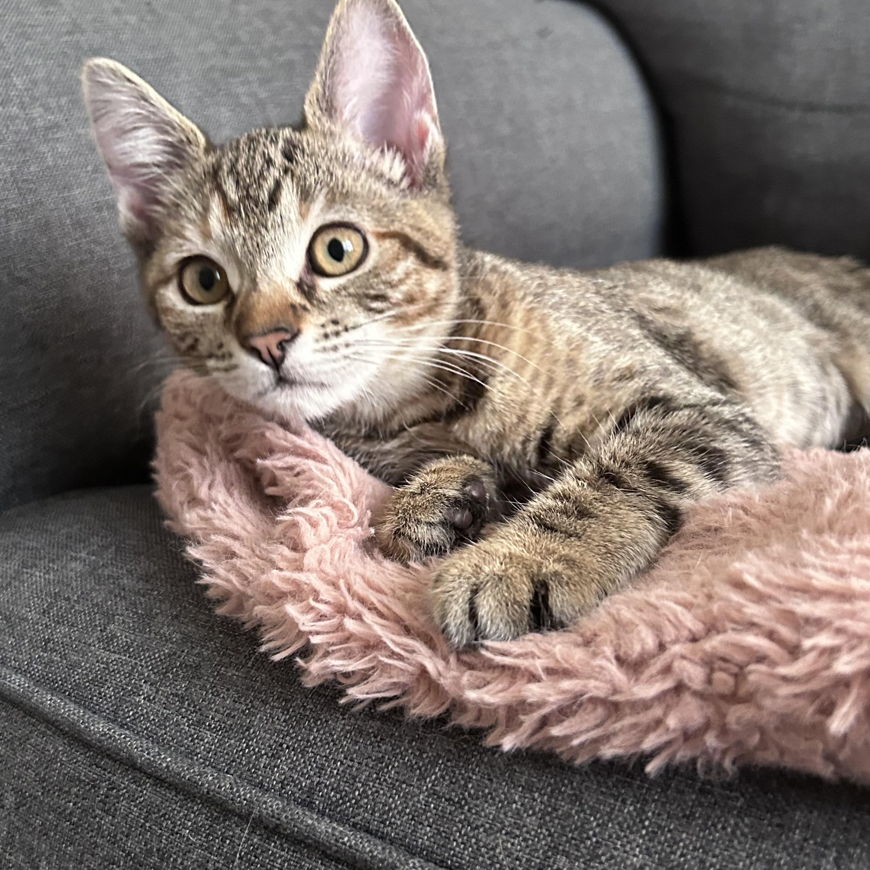 Enlarge Maple, a Adoptable Domestic Short Hair in Long Beach, CA image 1/6