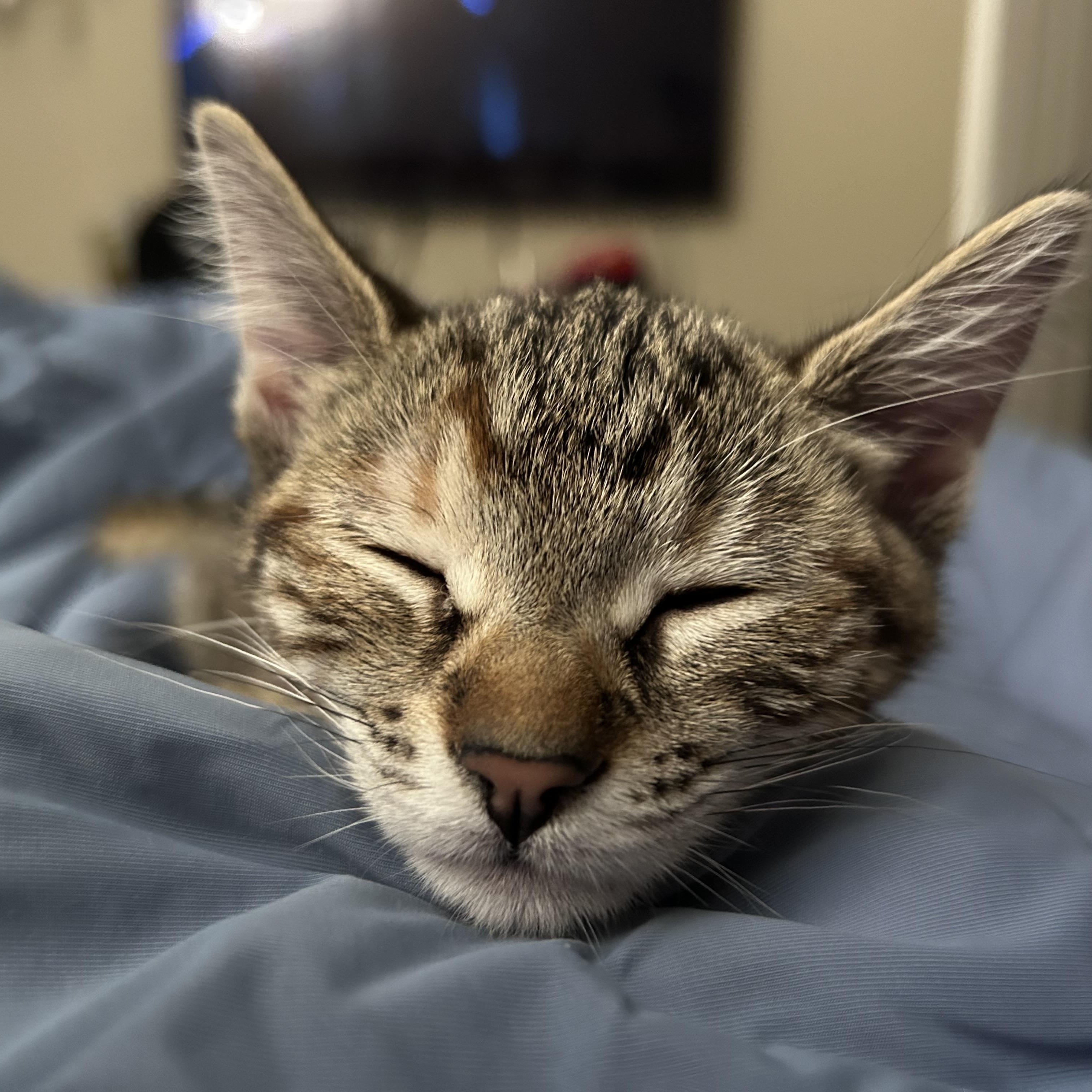 Enlarge Maple, a Adoptable Domestic Short Hair in Long Beach, CA image 5/6