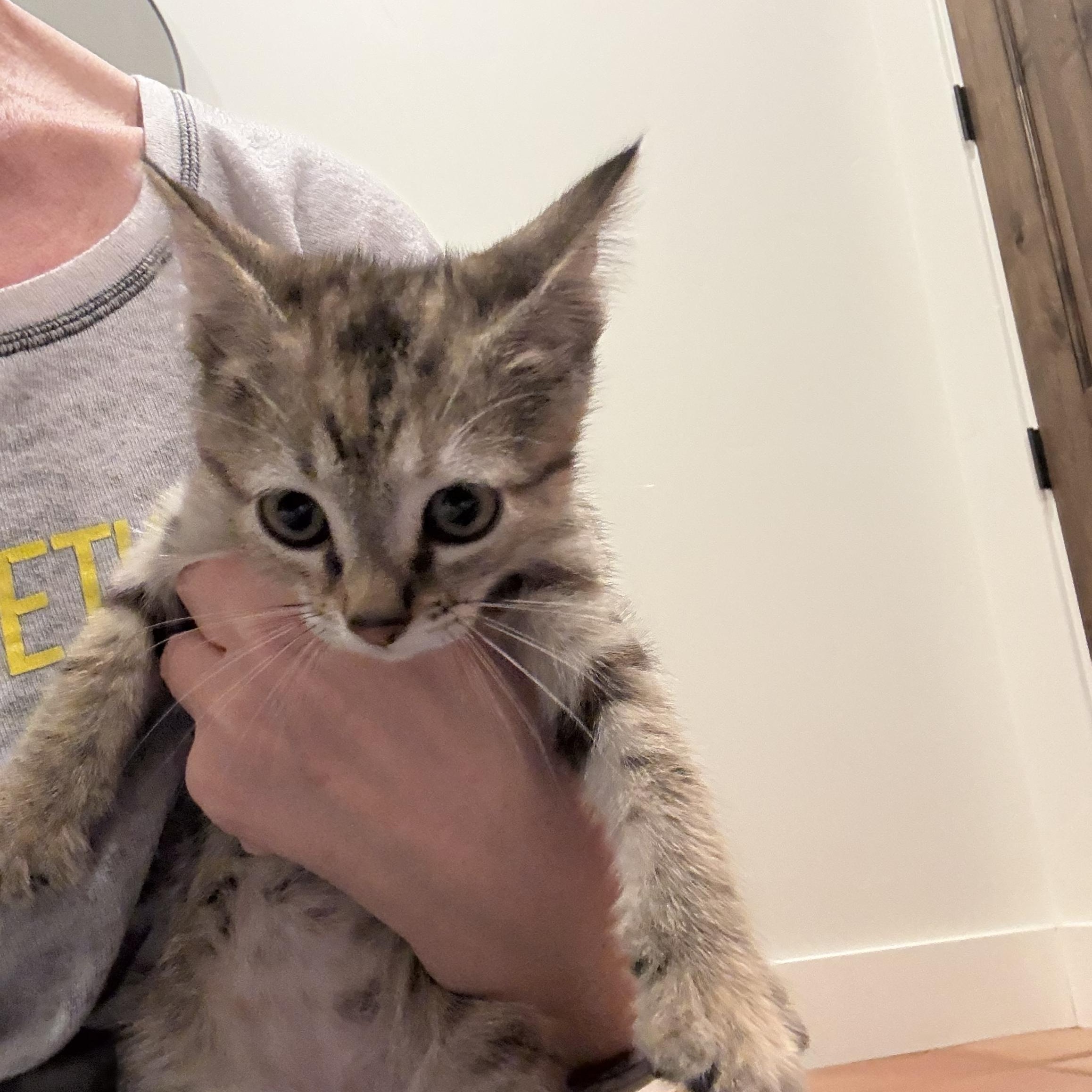 Enlarge Maple, a Adoptable Domestic Short Hair in Long Beach, CA image 6/6