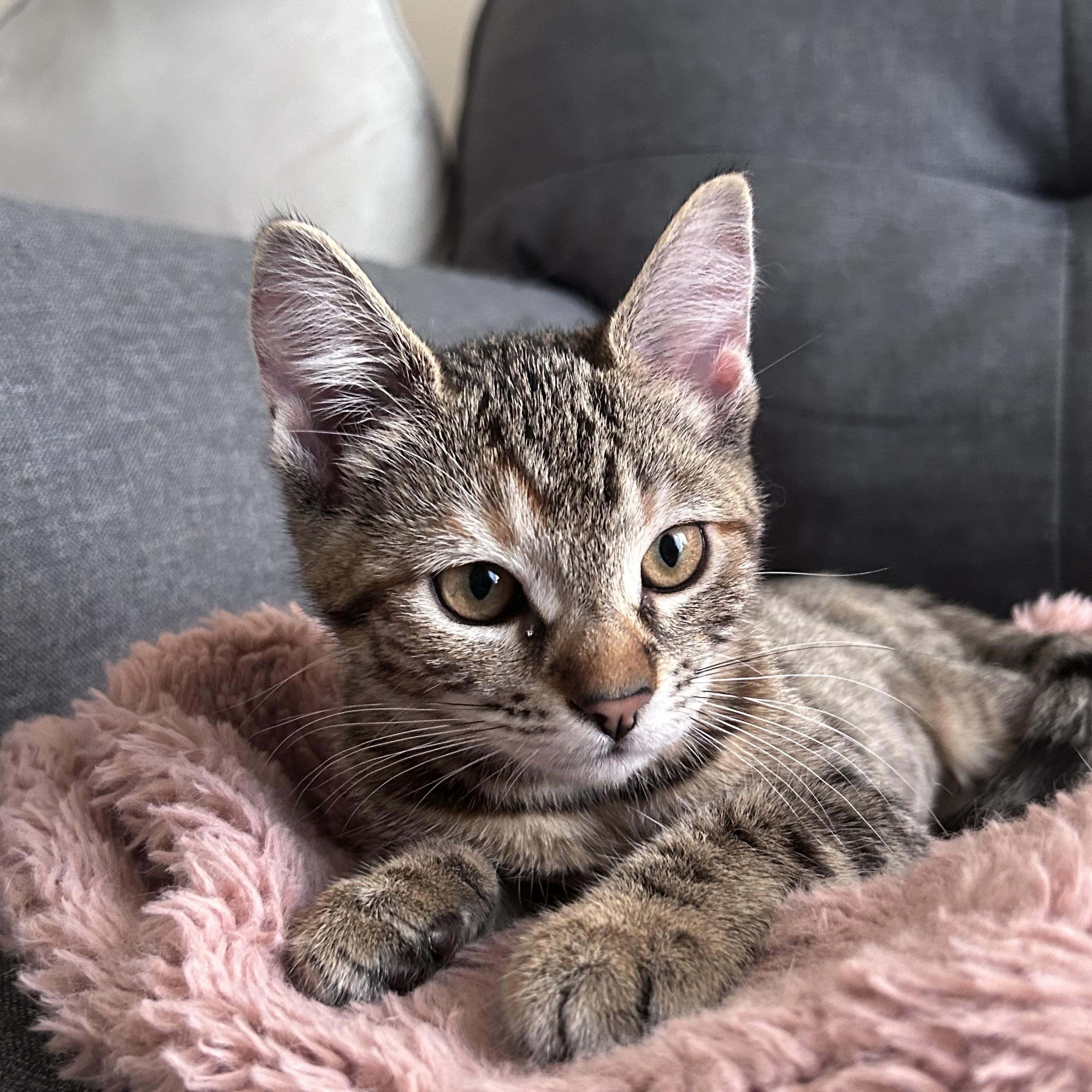 Enlarge Maple, a Adoptable Domestic Short Hair in Long Beach, CA image 2/6