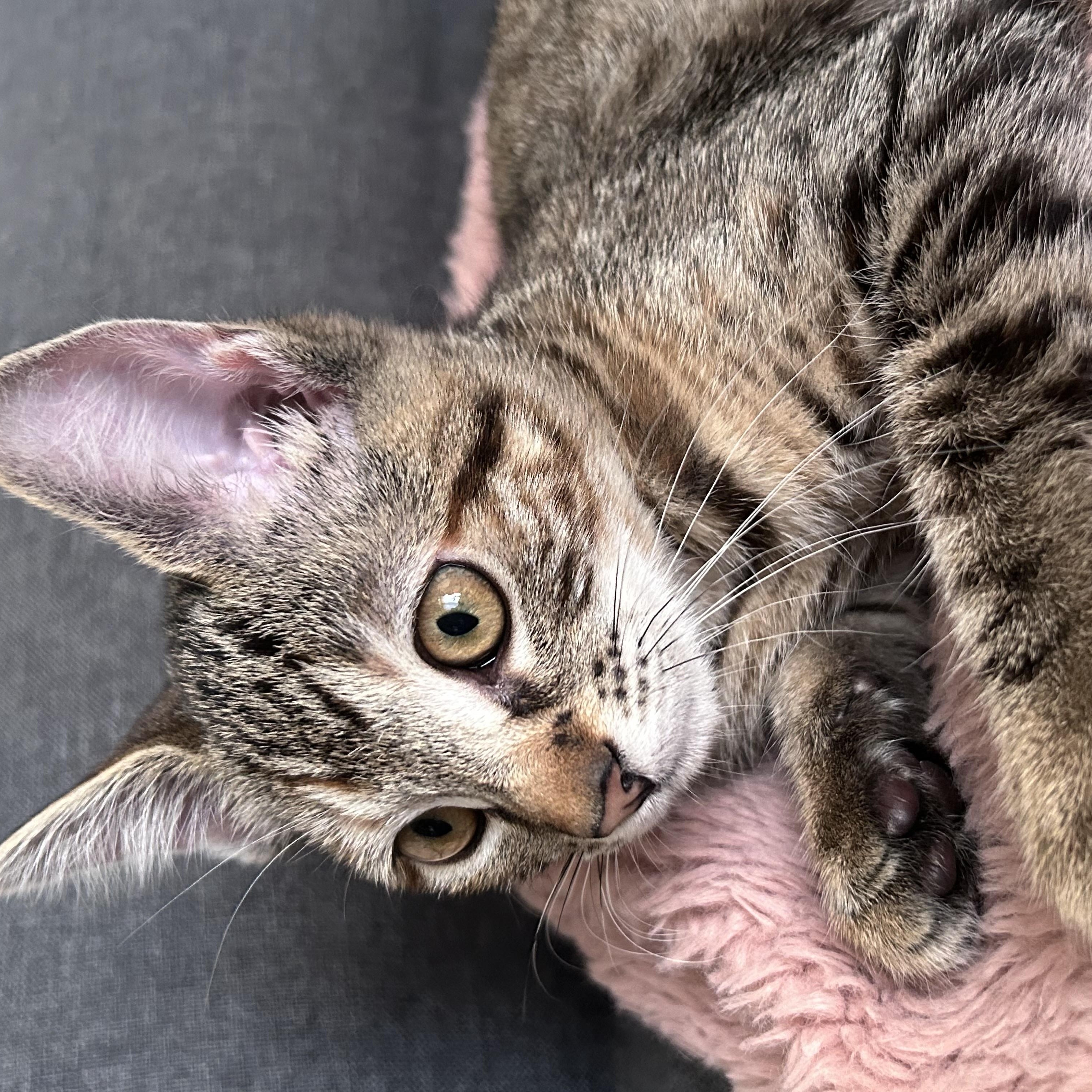Enlarge Maple, a Adoptable Domestic Short Hair in Long Beach, CA image 3/6