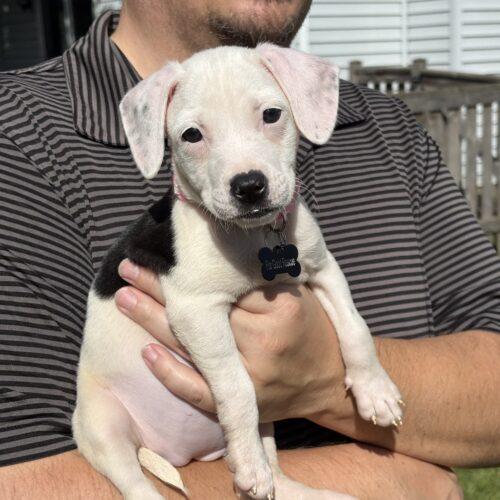 Fern, Adoptable, Puppy Female Beagle & Rat Terrier.