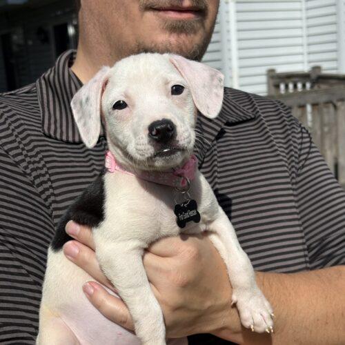 Enlarge Fern, a Adoptable mixed breed in Lincolnshire, IL image 2/4