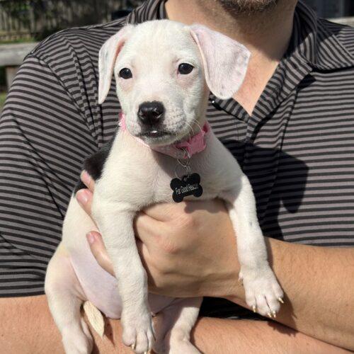 Enlarge Fern, a Adoptable mixed breed in Lincolnshire, IL image 3/4