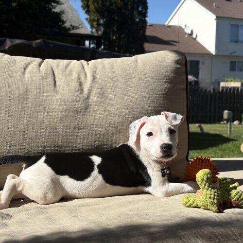 Enlarge Fern, a Adoptable mixed breed in Lincolnshire, IL image 4/4