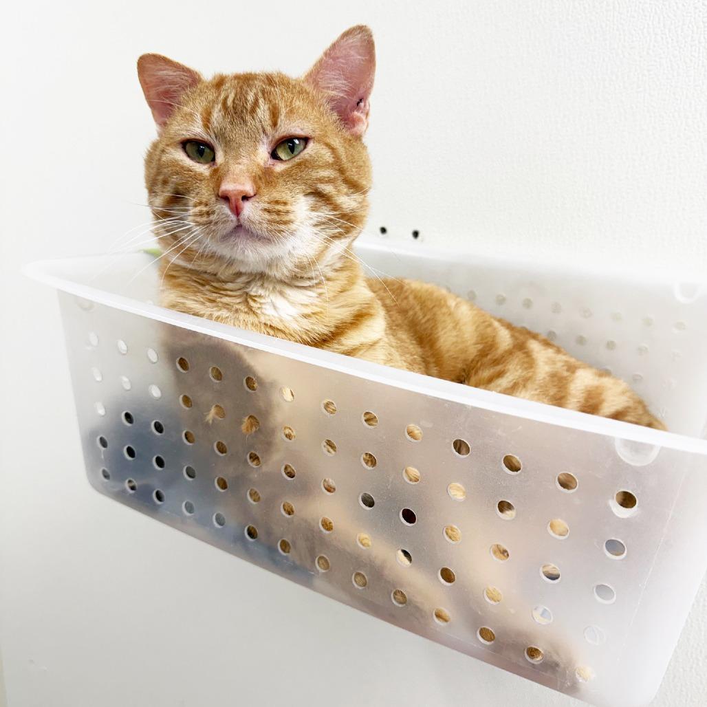 Carlisle - big orangie loverboy, a ADOPTABLE Domestic Short Hair in Oshkosh, WI image 3/6