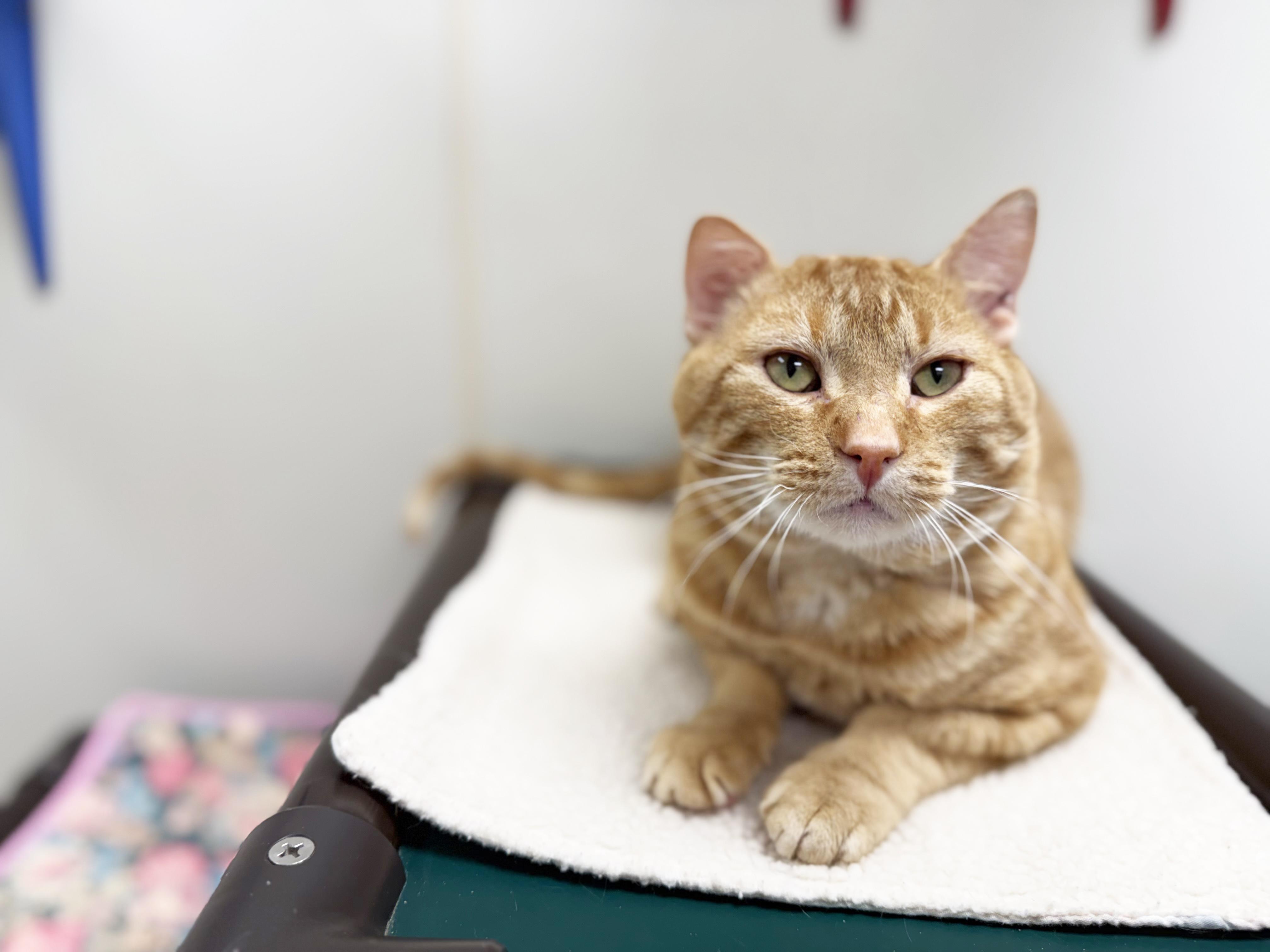 Carlisle - big orangie loverboy, a ADOPTABLE Domestic Short Hair in Oshkosh, WI image 6/6