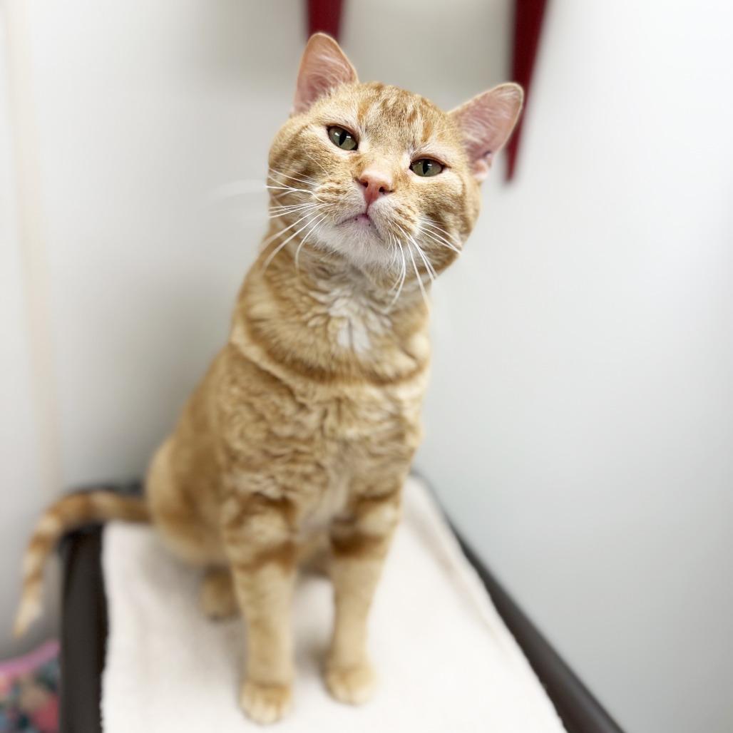 Carlisle - big orangie loverboy, a ADOPTABLE Domestic Short Hair in Oshkosh, WI image 2/6