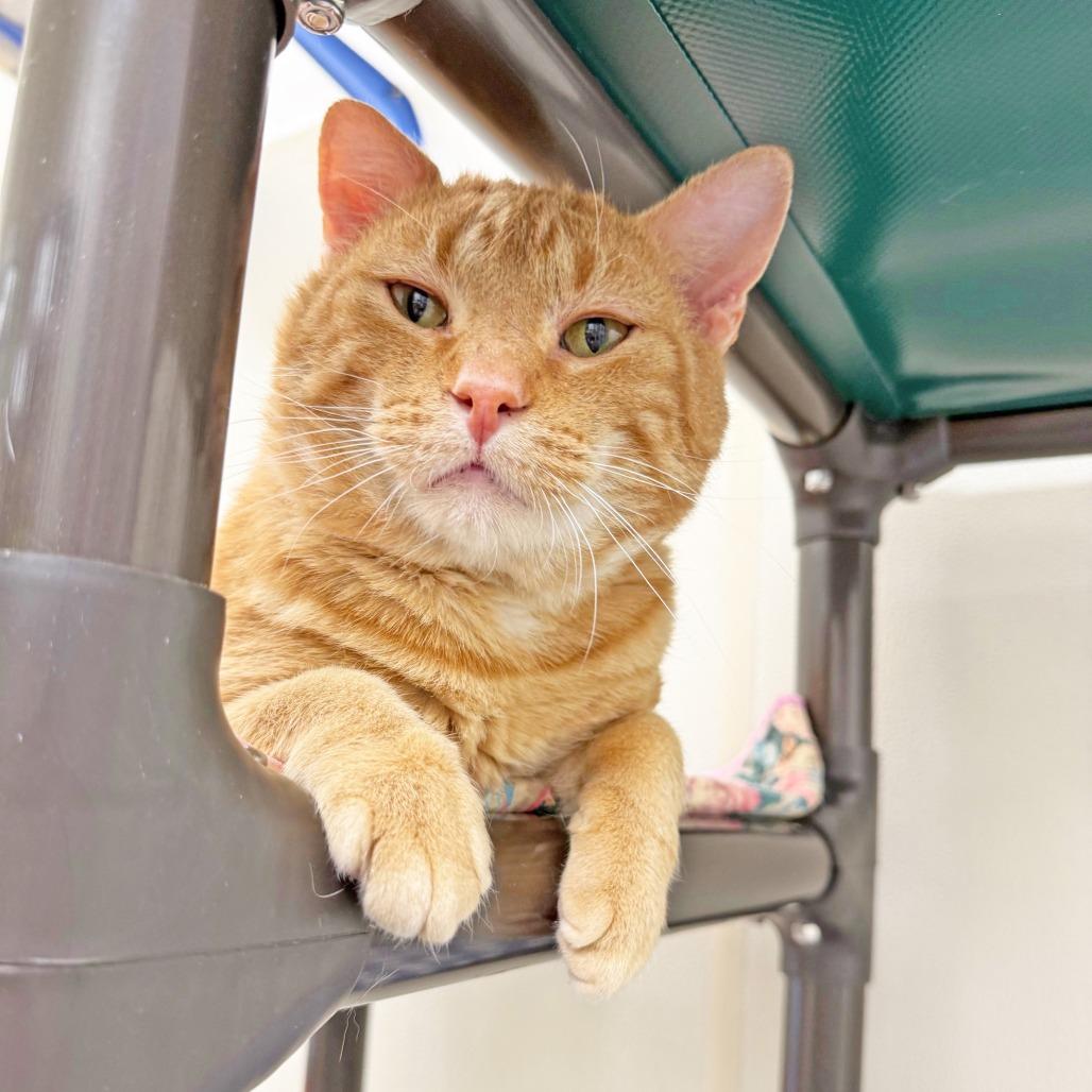 Carlisle - big orangie loverboy, a ADOPTABLE Domestic Short Hair in Oshkosh, WI image 4/6