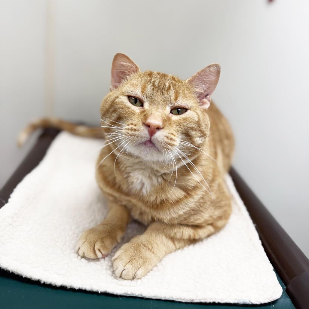 Carlisle - big orangie loverboy, a ADOPTABLE Domestic Short Hair in Oshkosh, WI image 1/6