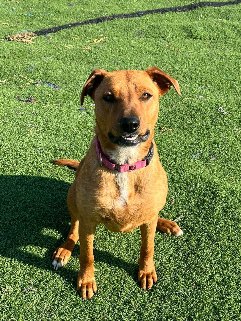Roxie, a Adoptable mixed breed in Lubbock, TX image 1/3