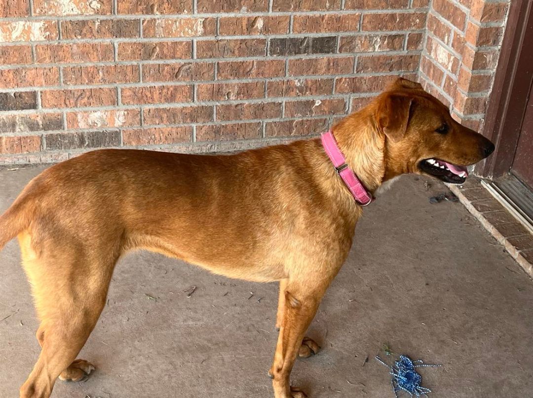 Roxie, a Adoptable mixed breed in Lubbock, TX image 2/3