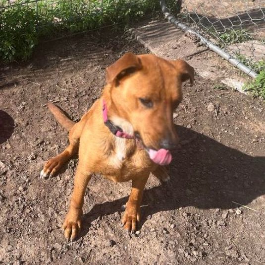 Roxie, a Adoptable mixed breed in Lubbock, TX image 3/3