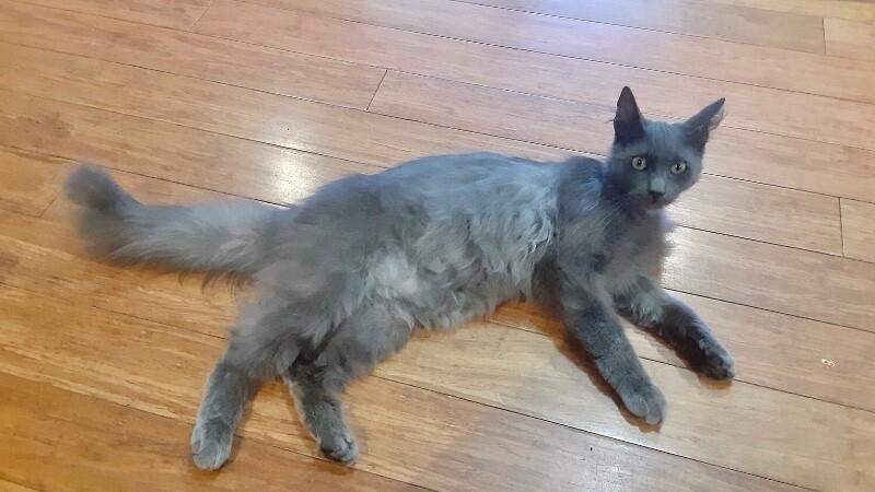 Enlarge Wolfie, a Adoptable Domestic Long Hair in North Babylon, NY image 1/5