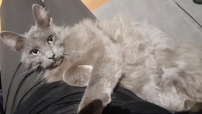 Enlarge Wolfie, a Adoptable Domestic Long Hair in North Babylon, NY image 2/5