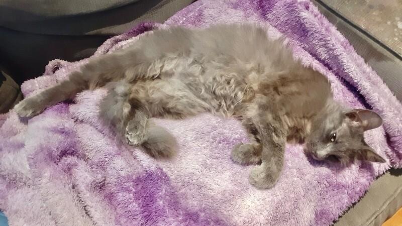 Enlarge Wolfie, a Adoptable Domestic Long Hair in North Babylon, NY image 3/5