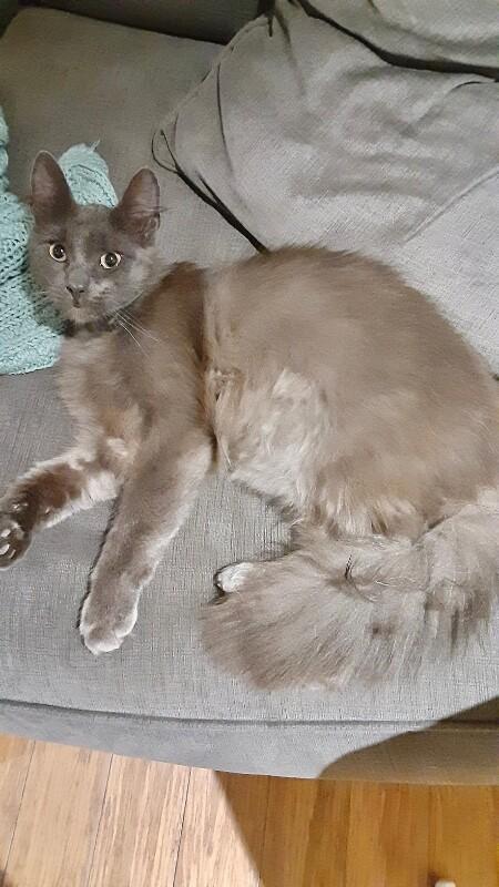 Enlarge Wolfie, a Adoptable Domestic Long Hair in North Babylon, NY image 4/5