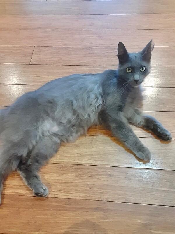 Enlarge Wolfie, a Adoptable Domestic Long Hair in North Babylon, NY image 5/5