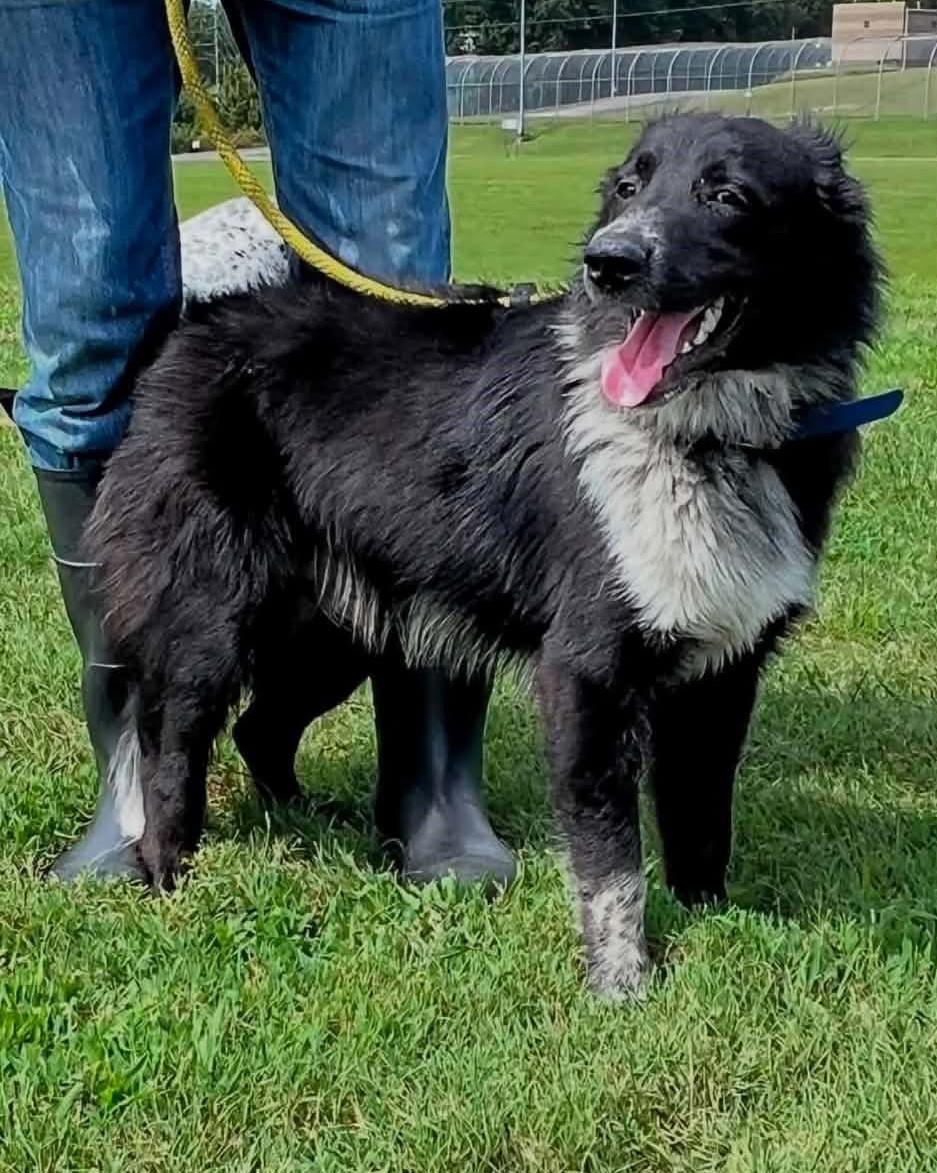Enlarge Rocky, a Adoptable Border Collie in Homer Glen, IL image 2/3