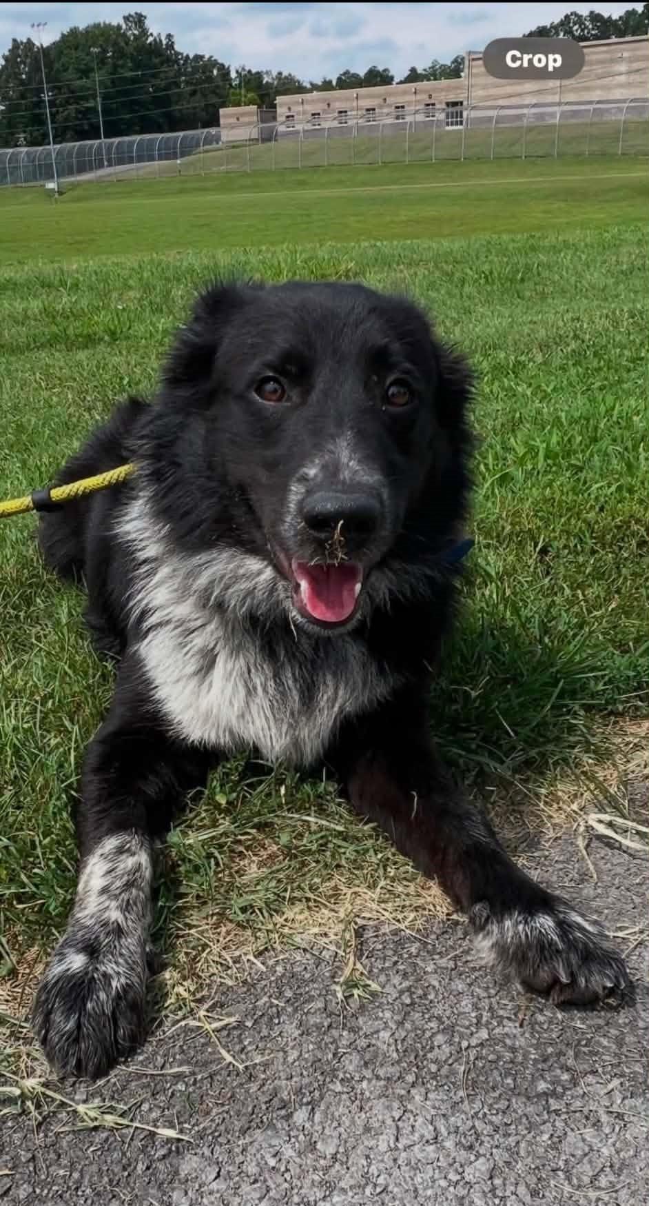 Enlarge Rocky, a Adoptable Border Collie in Homer Glen, IL image 3/3