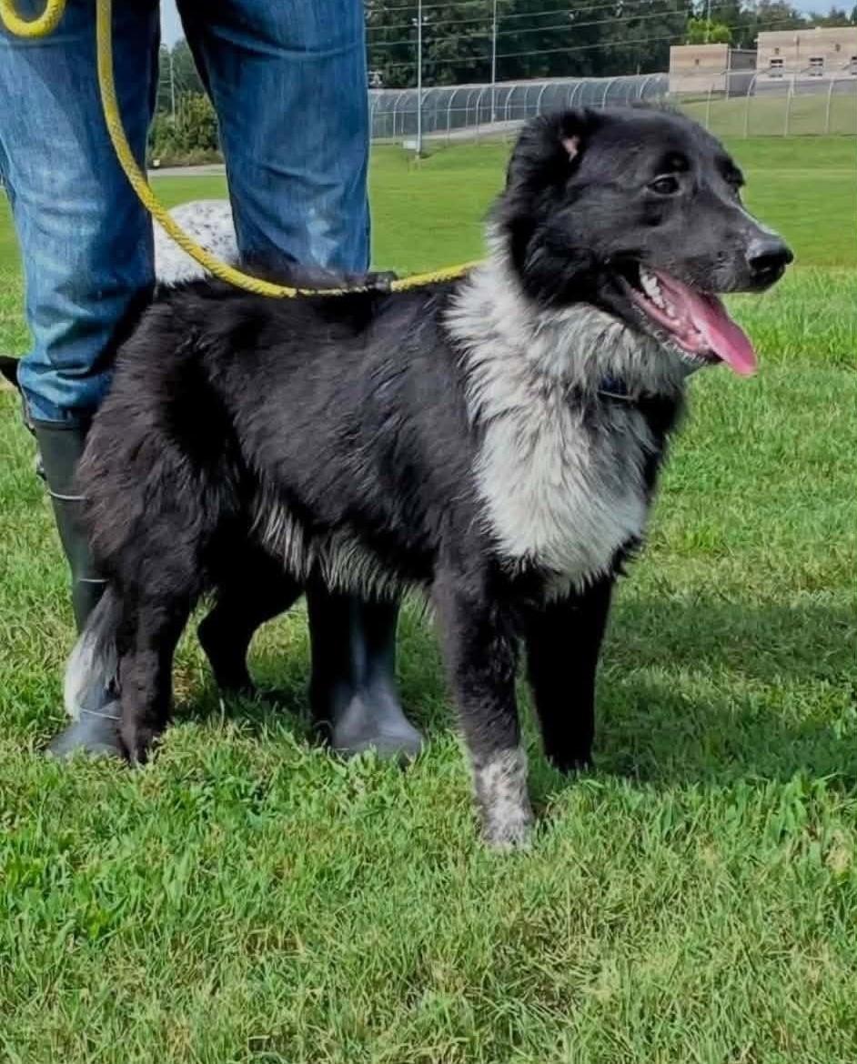 Rocky, Adoptable, Adult Male Border Collie.