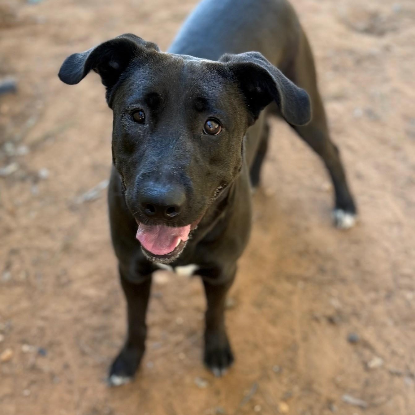 Angel, ADOPTABLE, Adult Female Labrador Retriever.