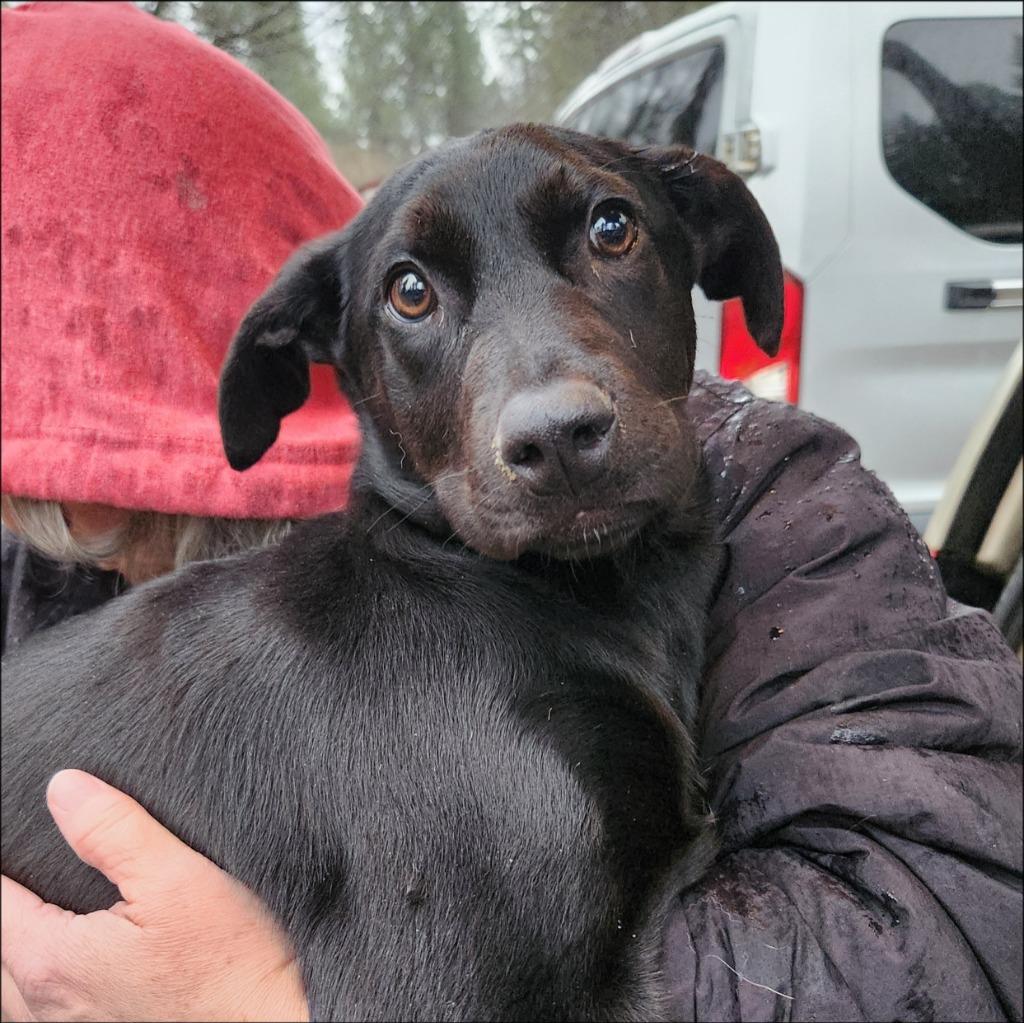 Anson, Adoptable, Puppy Male Border Collie & Shepherd.