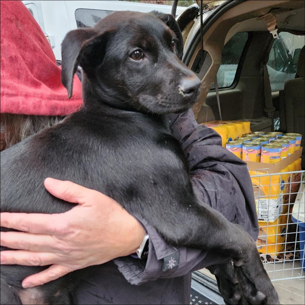 Enlarge Anson, a Adoptable mixed breed in Thompson Falls, MT image 2/4