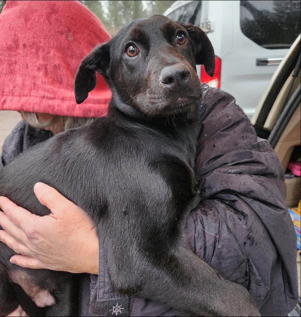 Enlarge Anson, a Adoptable mixed breed in Thompson Falls, MT image 3/4