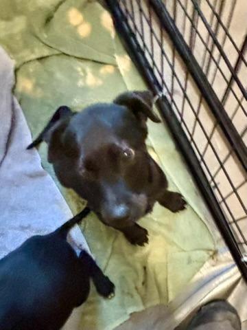 Enlarge Anson, a Adoptable mixed breed in Thompson Falls, MT image 4/4