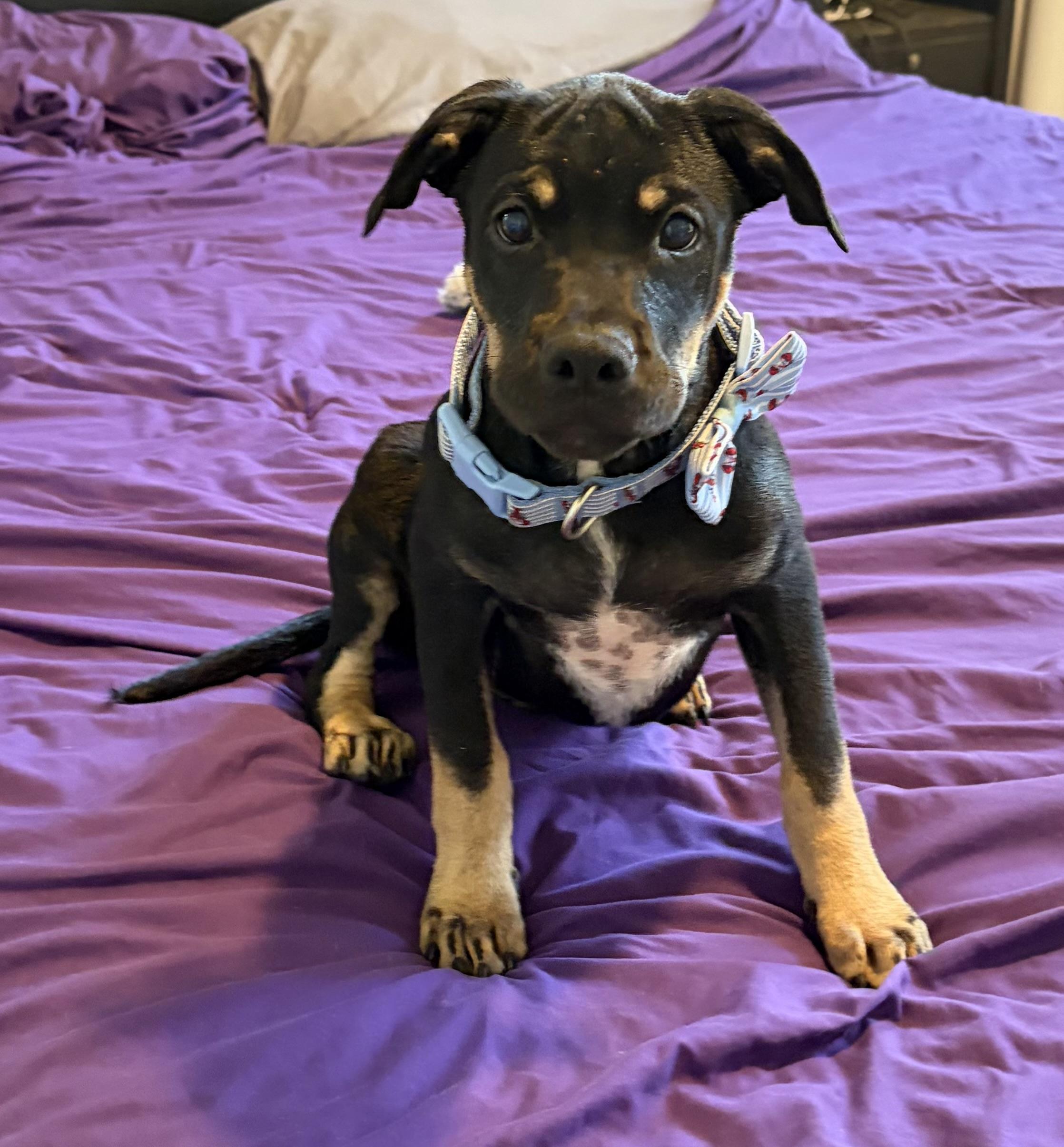 Enlarge Sterling, a Adoptable mixed breed in Allentown, PA image 4/6