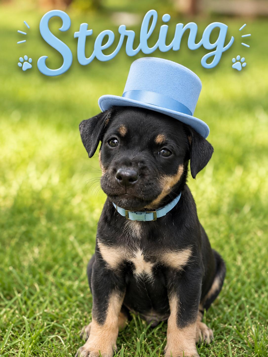 Enlarge Sterling, a Adoptable mixed breed in Allentown, PA image 3/6