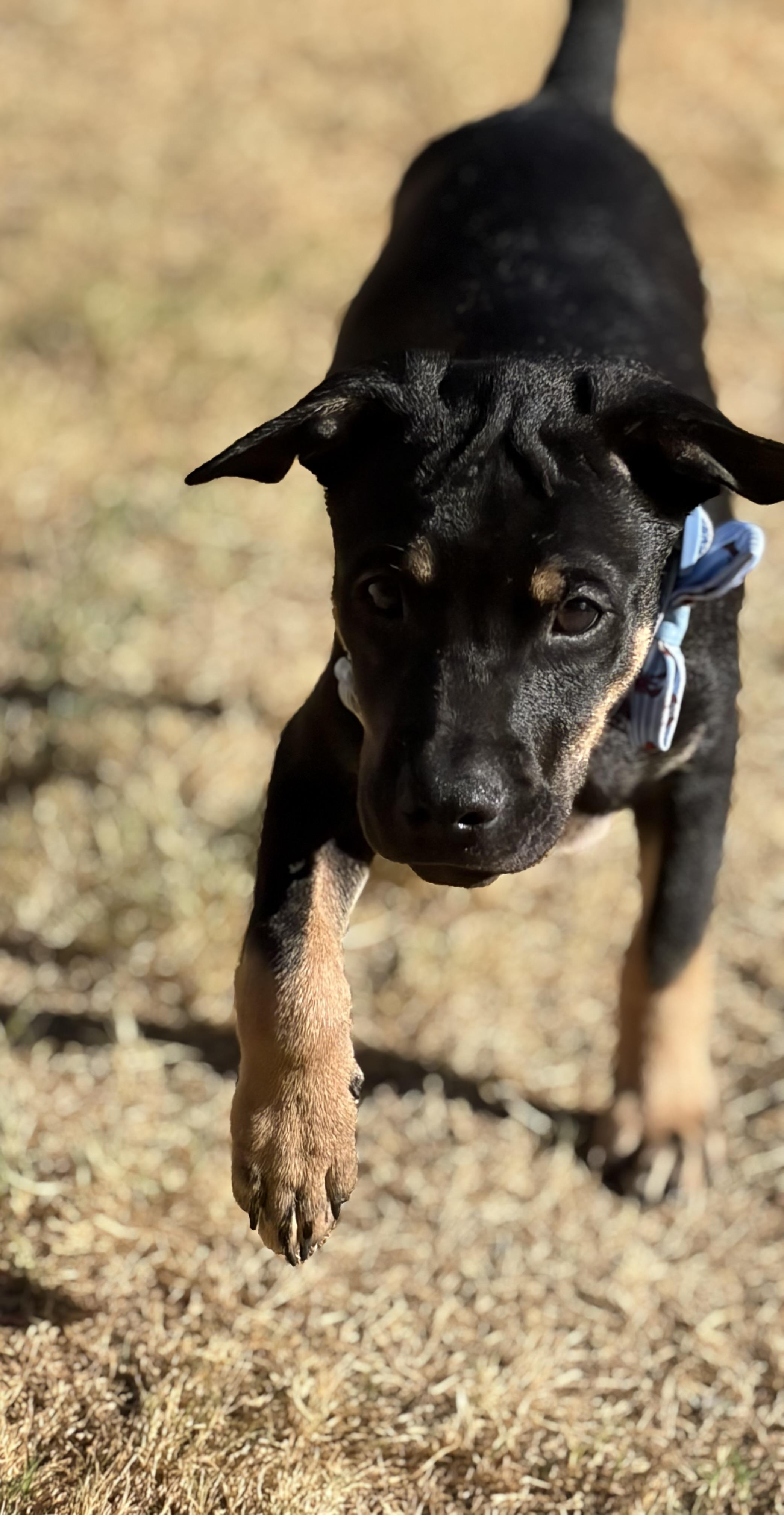 Enlarge Sterling, a Adoptable mixed breed in Allentown, PA image 2/6