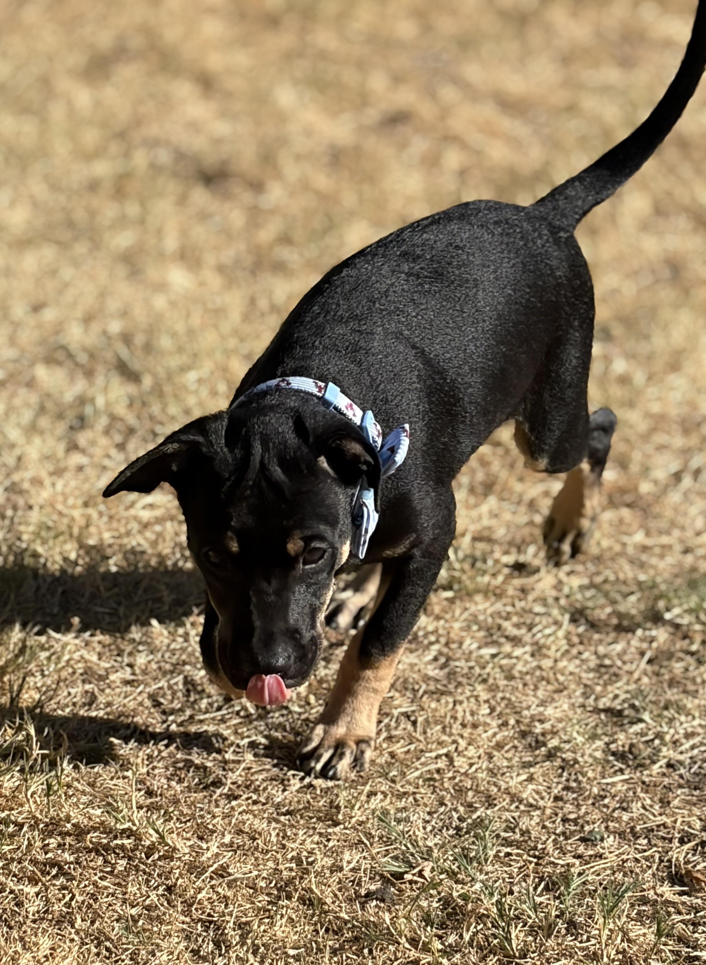 Enlarge Sterling, a Adoptable mixed breed in Allentown, PA image 6/6