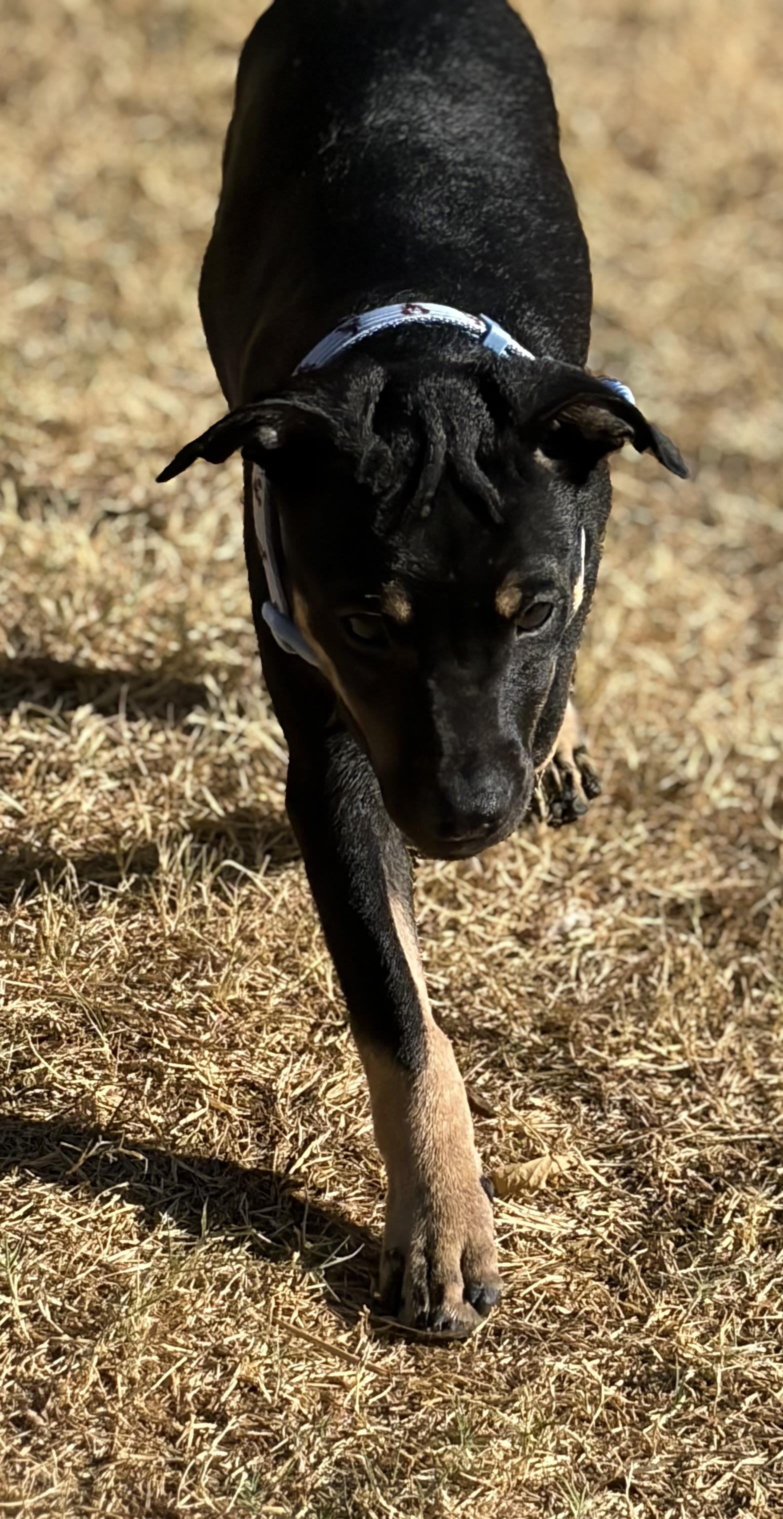 Enlarge Sterling, a Adoptable mixed breed in Allentown, PA image 5/6