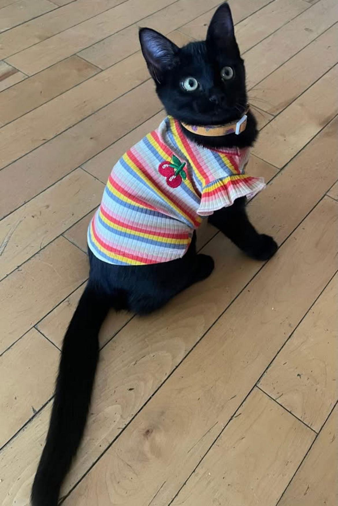 Enlarge Blair, a Adoptable Domestic Short Hair in danville, CA image 1/2