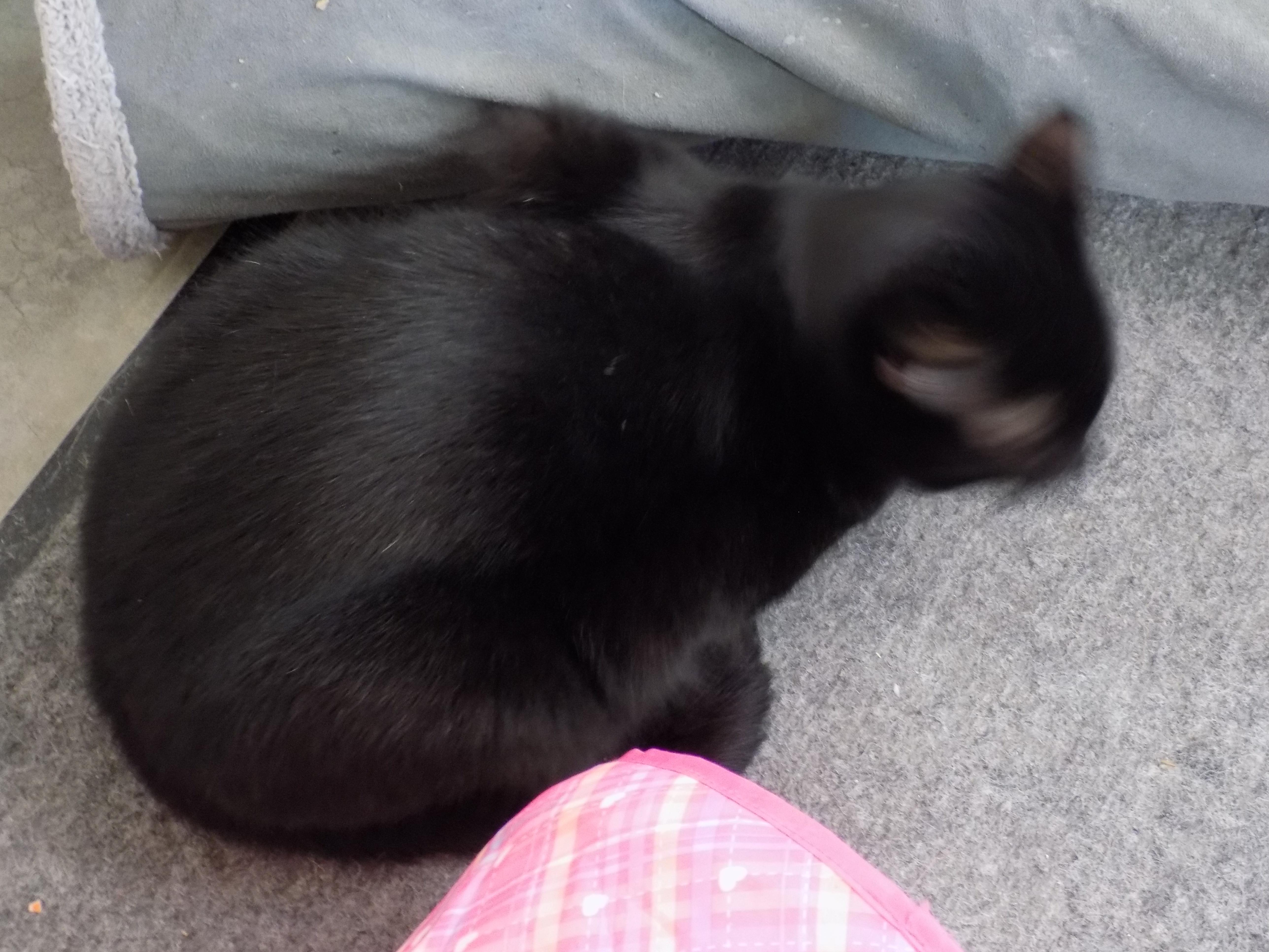 Orion, a Adoptable Domestic Short Hair in Savanna, IL image 4/4