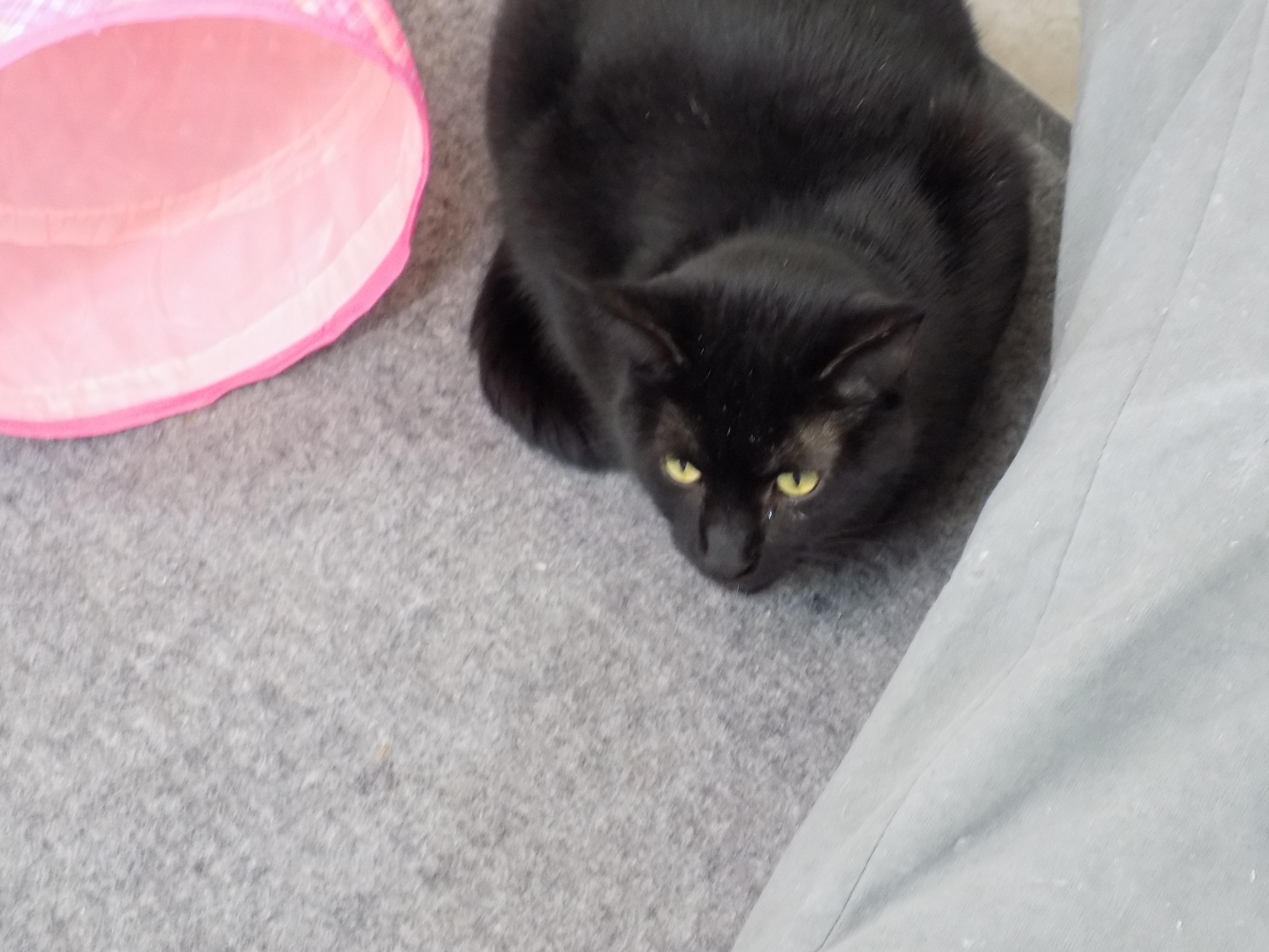 Orion, a Adoptable Domestic Short Hair in Savanna, IL image 2/4