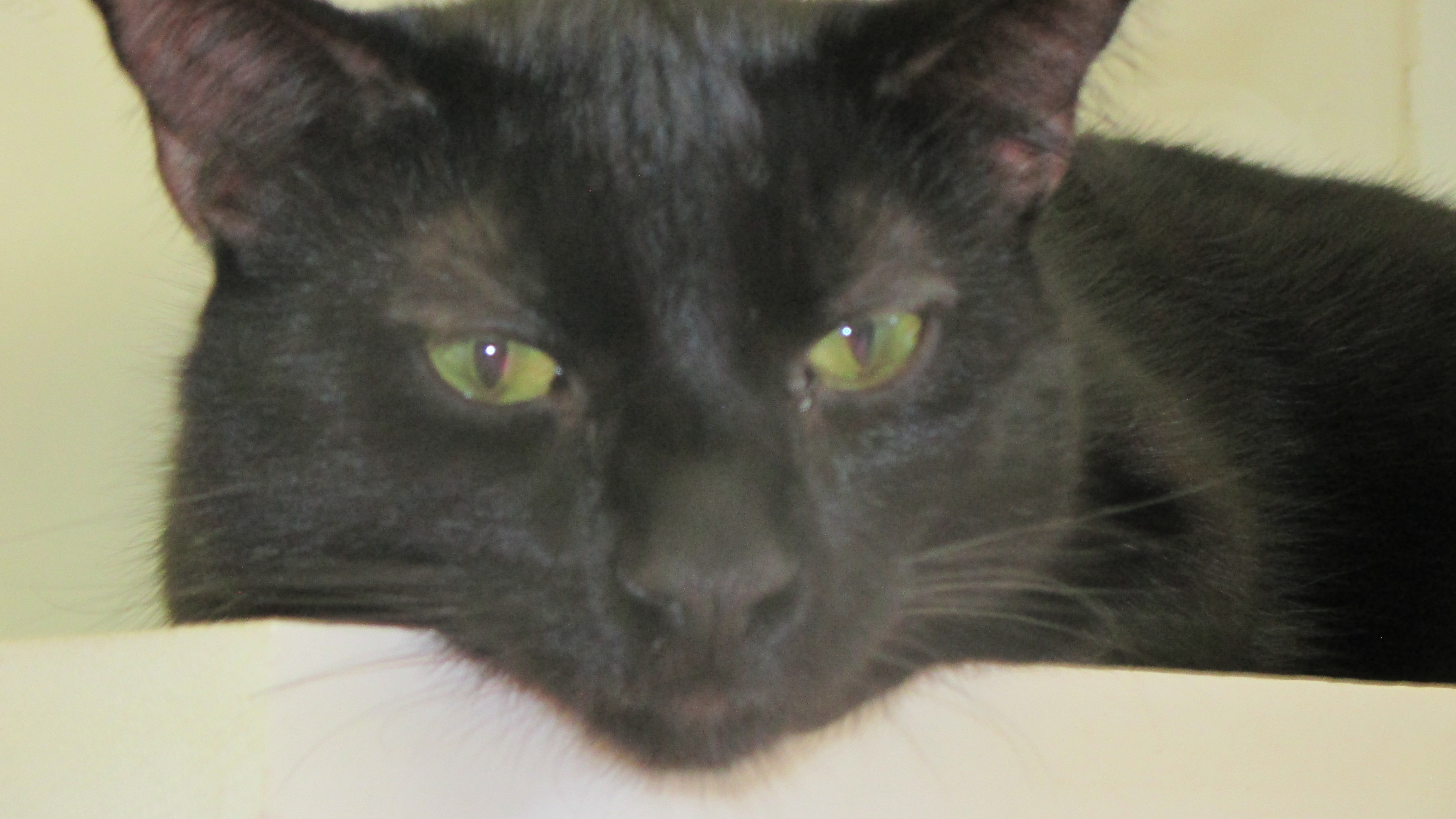 Orion, an adoptable Domestic Short Hair in Savanna, IL, 61074 | Photo Image 3