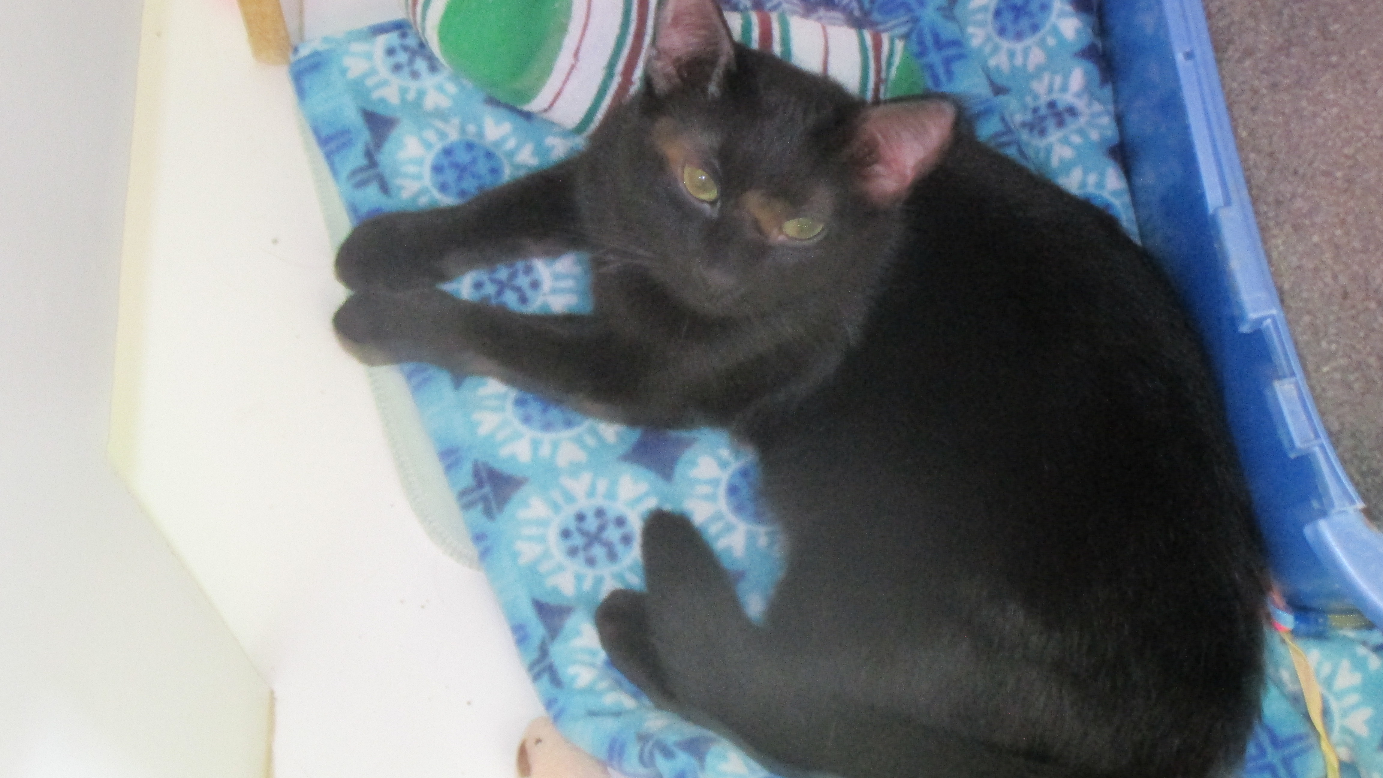 Orion, a Adoptable Domestic Short Hair in Savanna, IL image 3/4