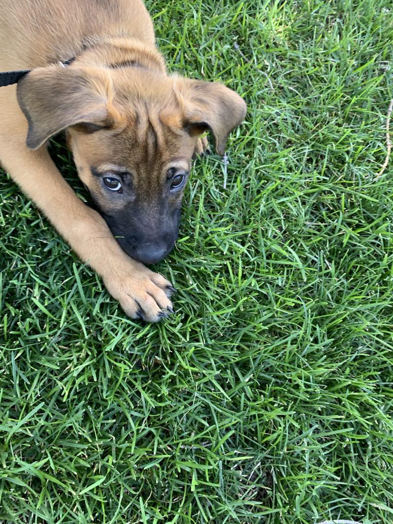 Trixy, Adoptable, Puppy Female Boxer & Pit Bull Terrier.