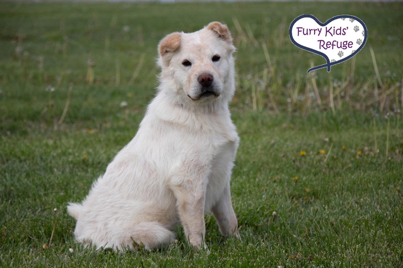 Ramona, Adoptable, Adult Female Shar-Pei.
