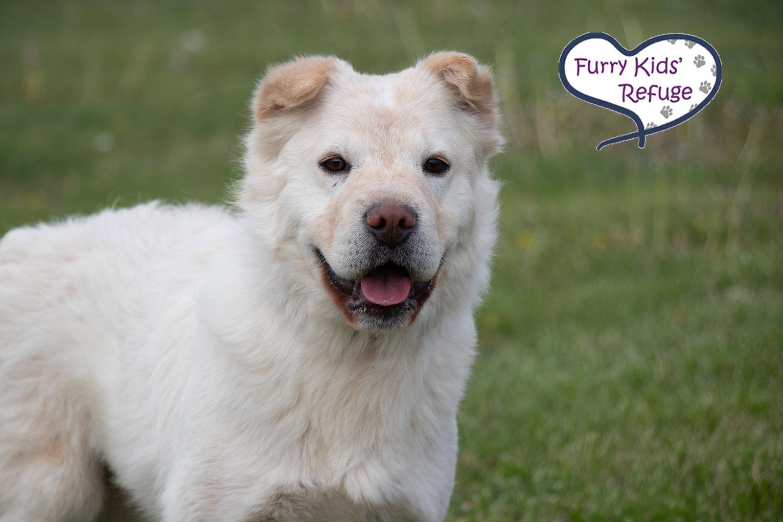 Ramona, a Adoptable Shar-Pei in Lee's Summit, MO image 2/3