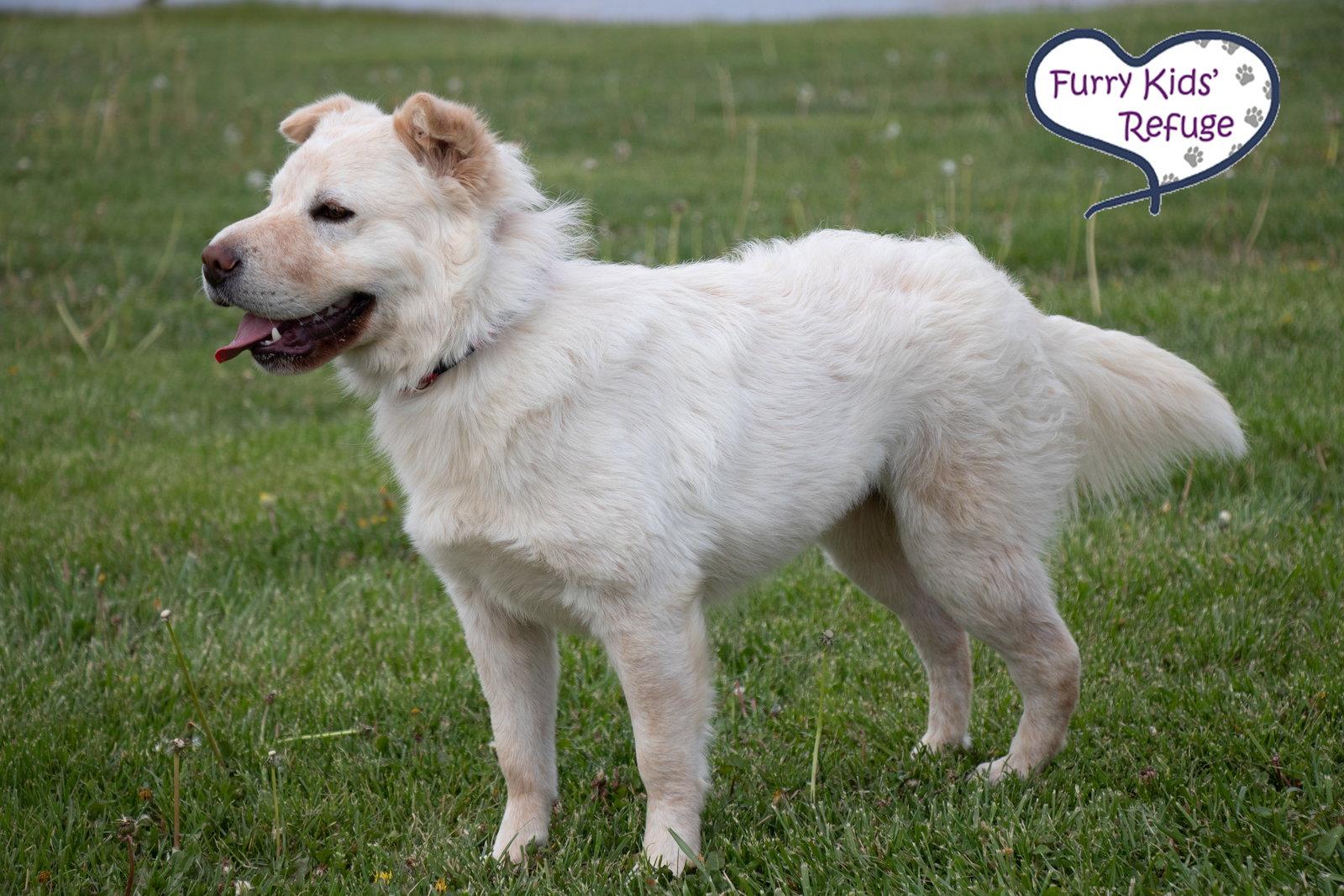 Ramona, a Adoptable Shar-Pei in Lee's Summit, MO image 3/3