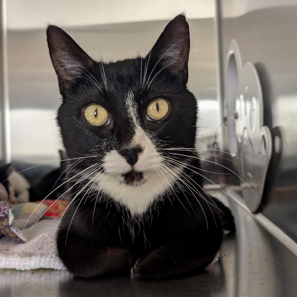 Josephine, Adoptable, Adult Female Domestic Short Hair.