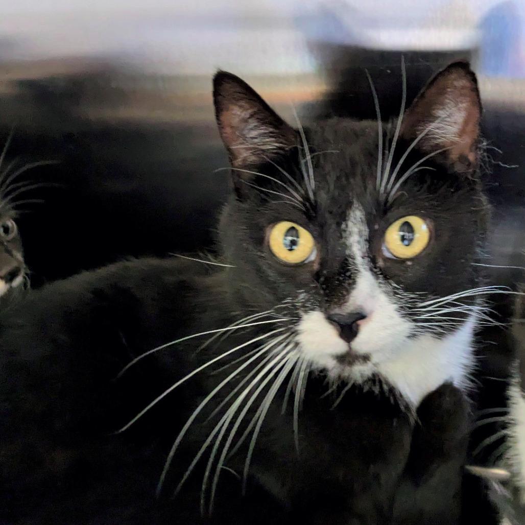 Enlarge Josephine, a Adoptable Domestic Short Hair in Portland, OR image 2/2