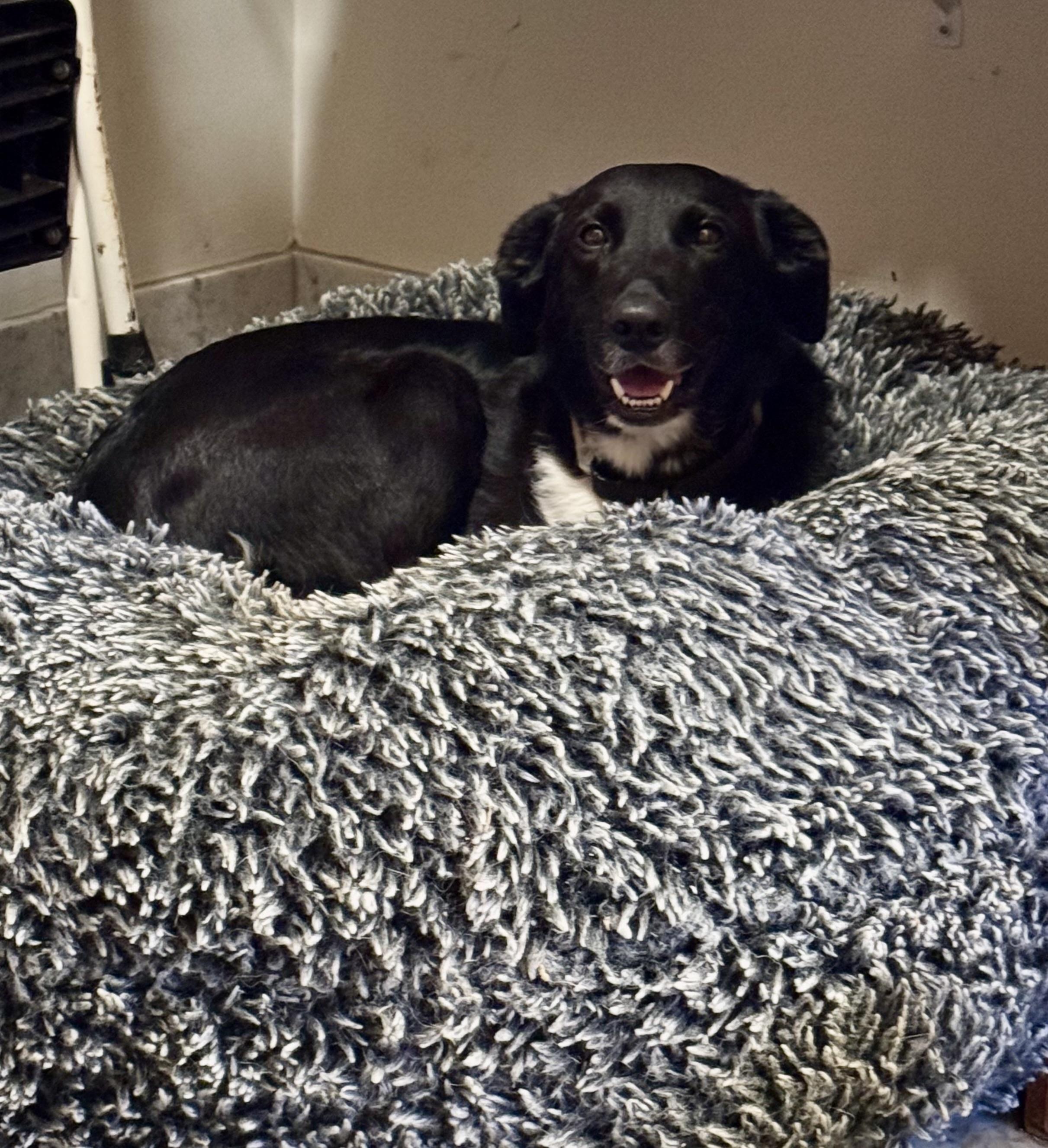 Enlarge Mary, a Adoptable mixed breed in Goodlettsville, TN image 5/6