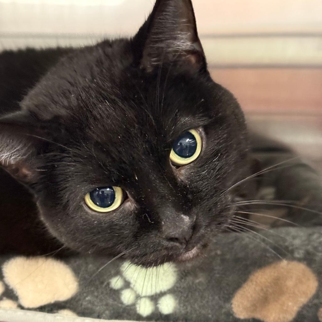 Enlarge Beauty, a Adoptable Domestic Short Hair in Saint Cloud, MN image 1/6