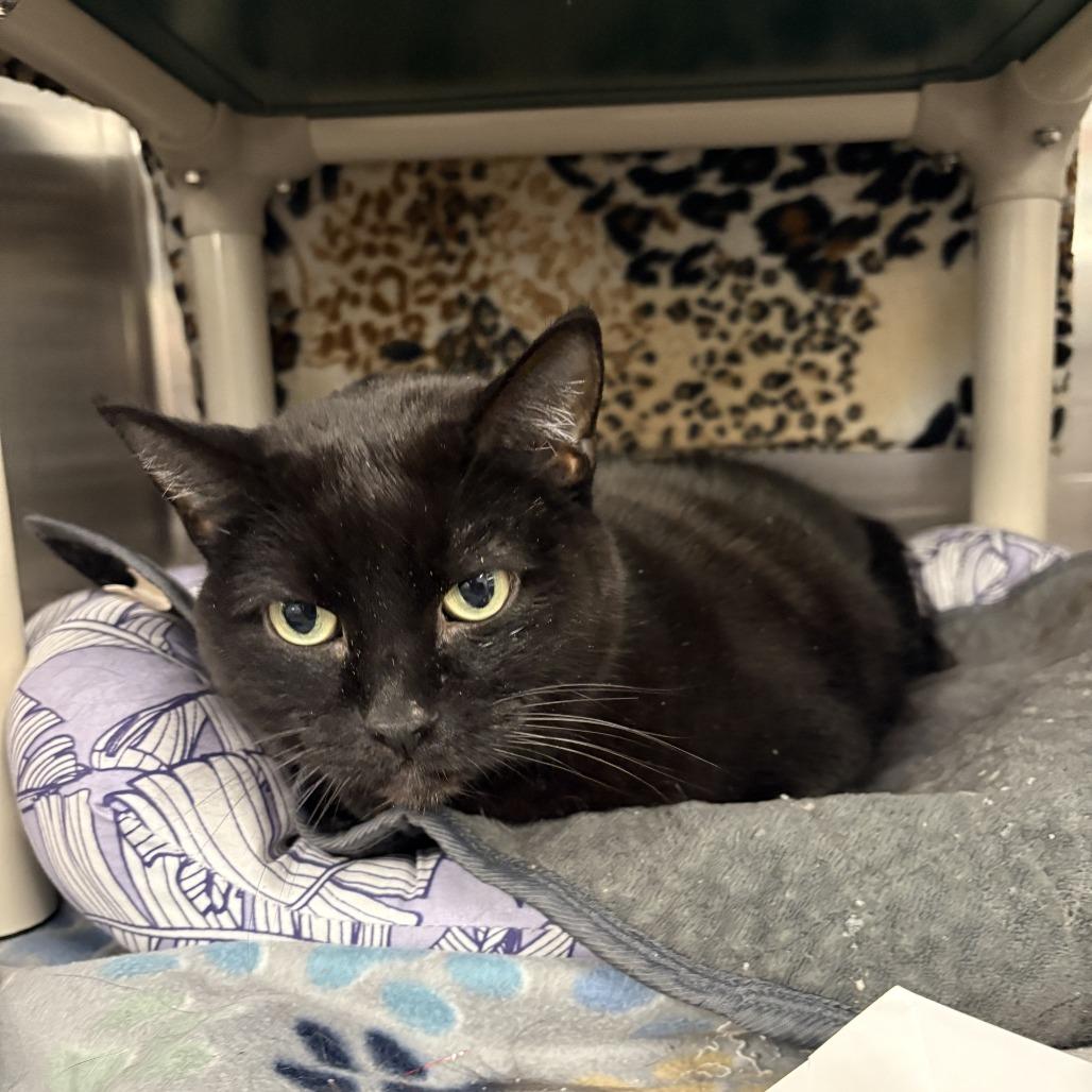 Enlarge Beauty, a Adoptable Domestic Short Hair in Saint Cloud, MN image 2/6